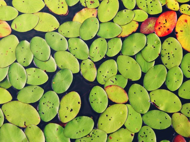 Like water beading on a leaf